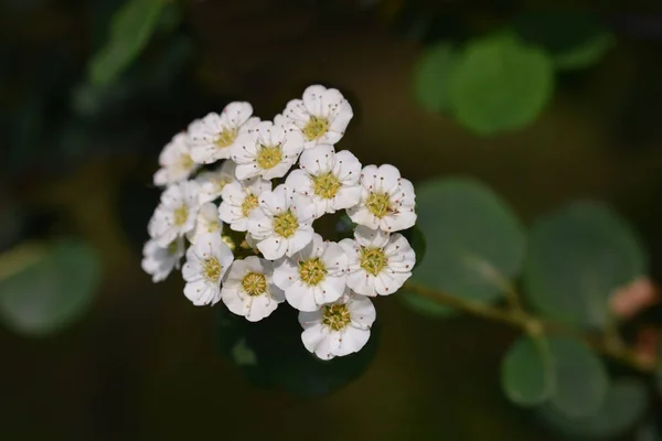 Spirea blommor — Stockfoto