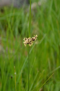 Deniz kulübü fırçası
