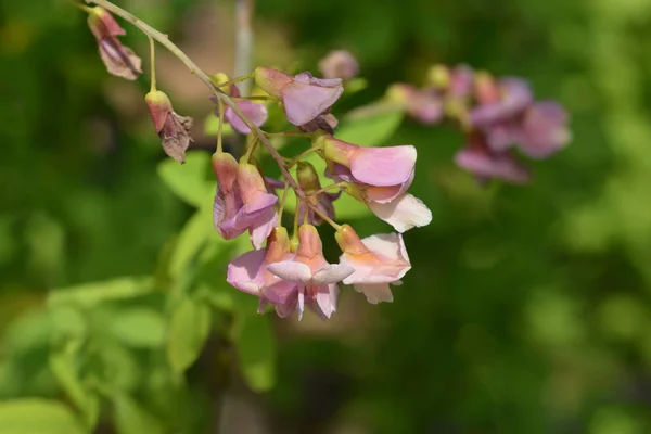 Adams laburnum — Stockfoto