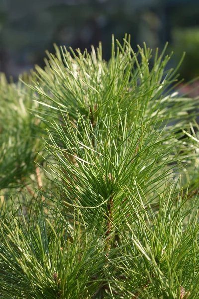 Italian stone pine — Stock Photo, Image