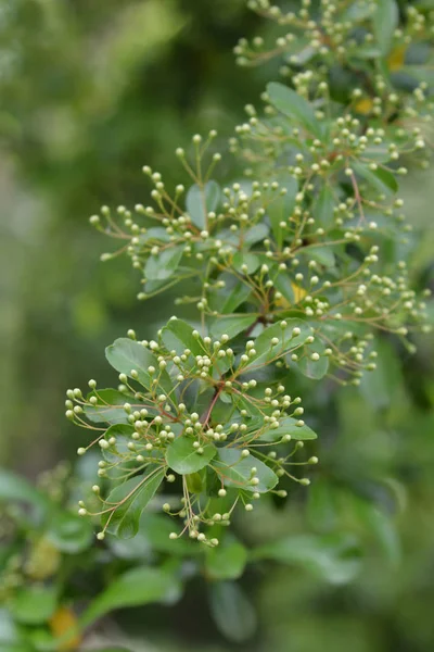 Narrow-leaf Firethorn — 스톡 사진