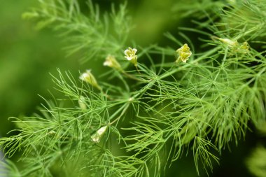 Dar yapraklı kuşkonmaz
