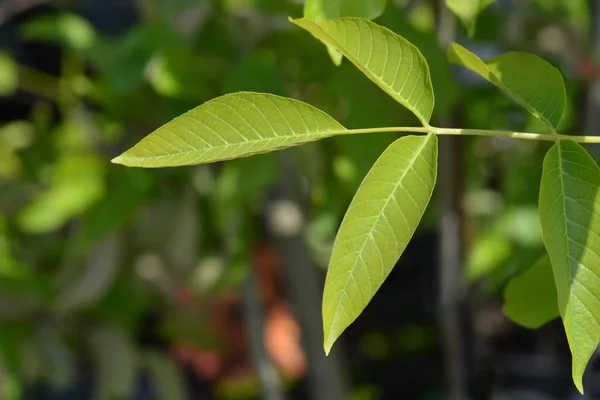 stock image Common walnut