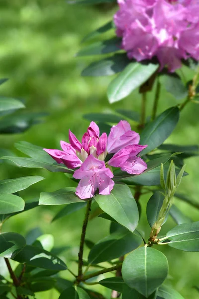 Pontic rhododendron — Stock Photo, Image