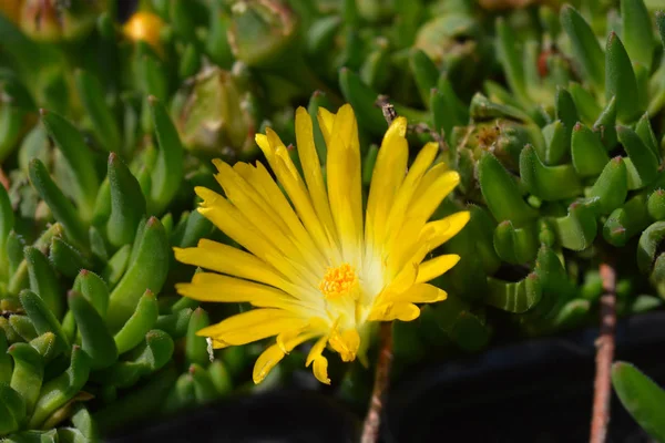 White-eyed Iceplant — ストック写真