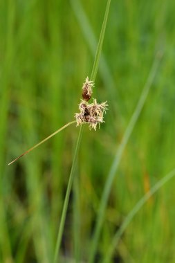 Deniz kulübü fırçası