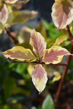 Variegated red-barked dogwood