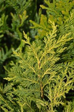 Hiba arborvitae