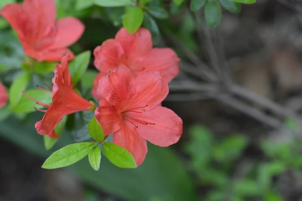 Azalea Girdapları Kırmızı — Stok fotoğraf