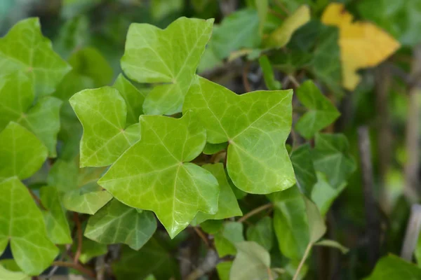 Atlantic ivy — Stock Photo, Image