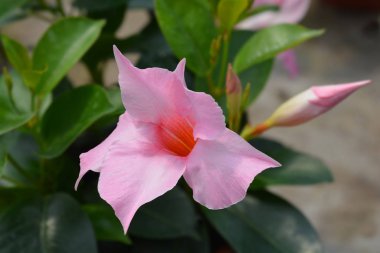 Mandevilla Sundaville Krem Pembesi