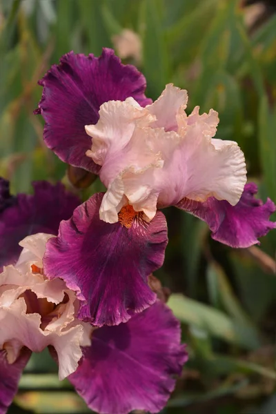 Lang baarde Iris heidense prinses — Stockfoto