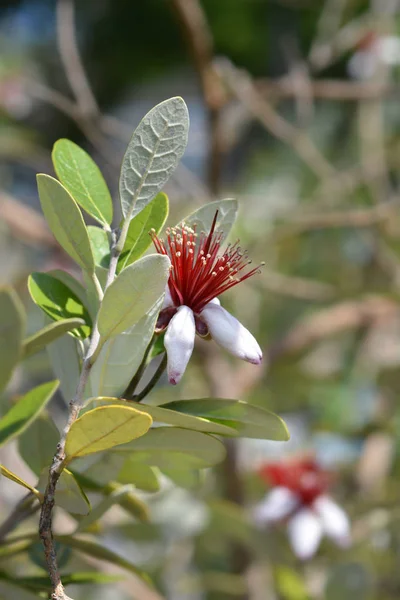 Άνθη Feijoa — Φωτογραφία Αρχείου