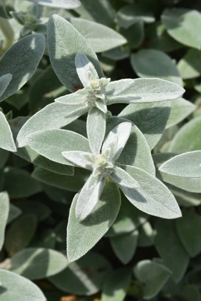 Lambs ears Silver Carpet — Stock Photo, Image