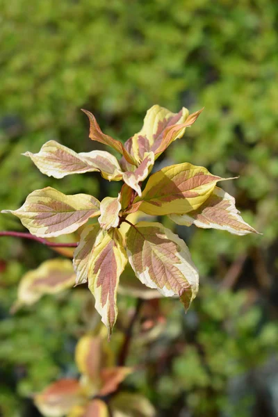 Variegated red-barked dogwood — ストック写真