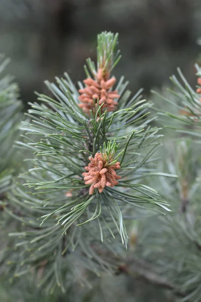 Dwarf mountain pine — Stockfoto