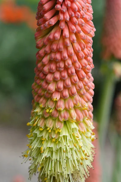 Latarka lilia — Zdjęcie stockowe