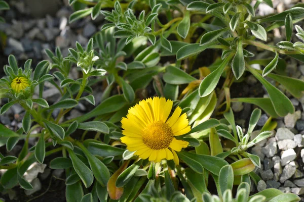 Moneta d'oro Margherita — Foto Stock