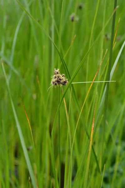 Sea clubrush — 스톡 사진