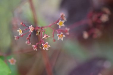 Duman ağacı Royal Purple