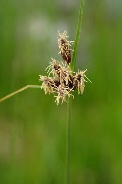 Deniz kulübü fırçası