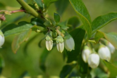 highbush yaban mersini