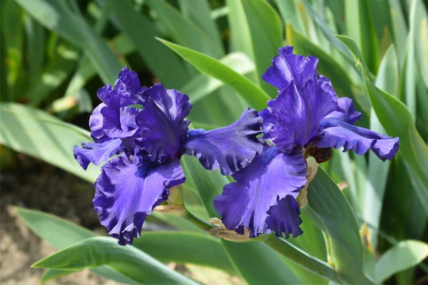 Großer bärtiger Iris-dämmeriger Herausforderer — Stockfoto