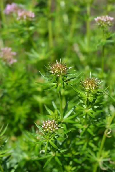 Kaukázusi crosswort — Stock Fotó