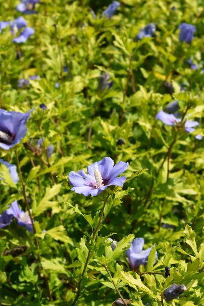 Rose Of Sharon Marina