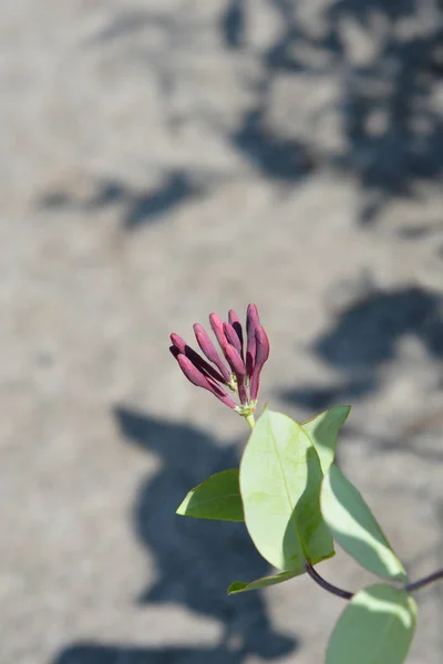 Honeysuckle American Beauty