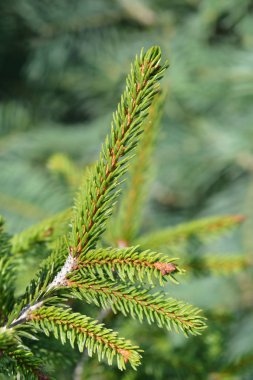 Doğulu Spruce Aureospicata