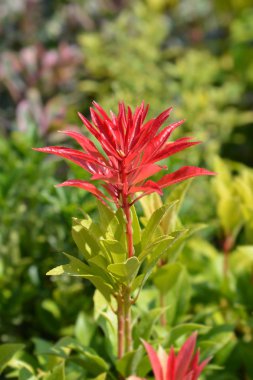 Japon Pieris dağ ateşi