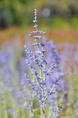 Lacey mavi Rus adaçayı