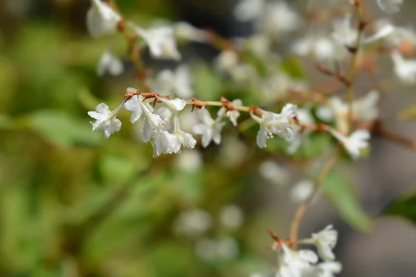 Bukhara polaire fleur — Photo