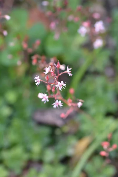 Saxifrage pirenejski — Zdjęcie stockowe