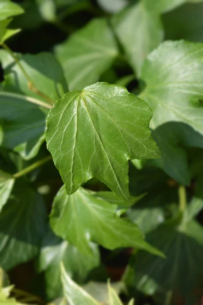 Gemeenschappelijke ivy — Stockfoto