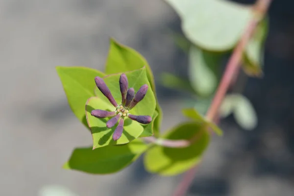 Madreselva American Beauty — Foto de Stock