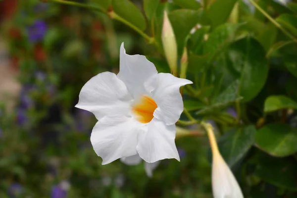 Mandevilla Sundaville Bílá květina — Stock fotografie