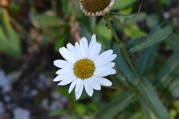 Shasta daisy Silver Princess — Stock Photo, Image