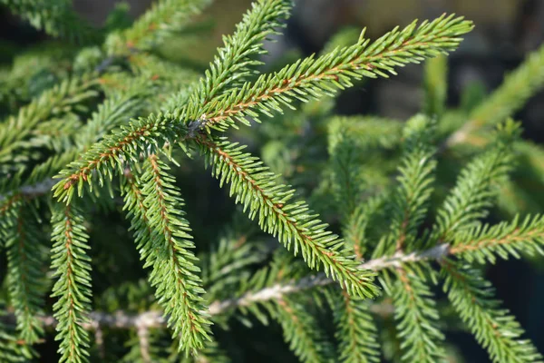 Oriental spruce Aureospicata — Stock Photo, Image
