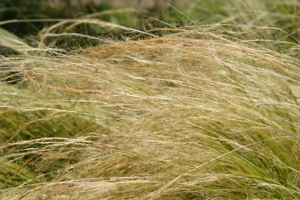 Pony staarten gras — Stockfoto