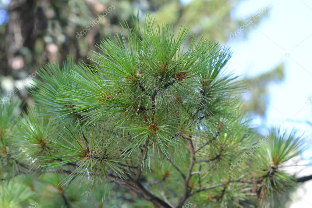Macedonian pine