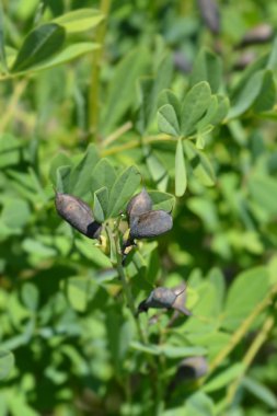 Sahte çivit Güneş patlaması