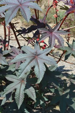 Hint yağı tesisi Carmencita Parlak Kırmızı