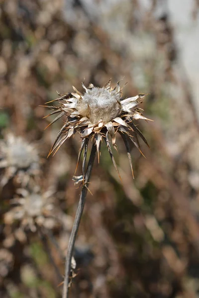 Milk thistle — Stock Photo, Image