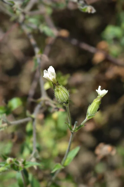 Beyaz campion — Stok fotoğraf