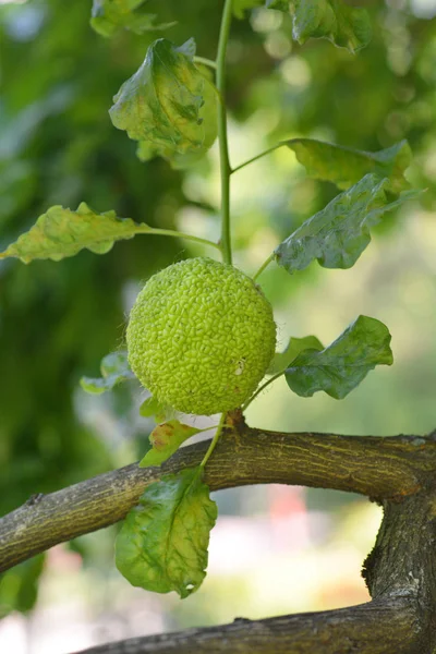 Osage orange — Zdjęcie stockowe