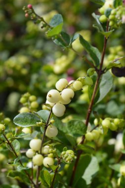 Kar çileği Sihirli Galaksisi