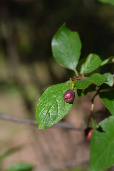 Cotoneaster de Pequim — Fotografia de Stock