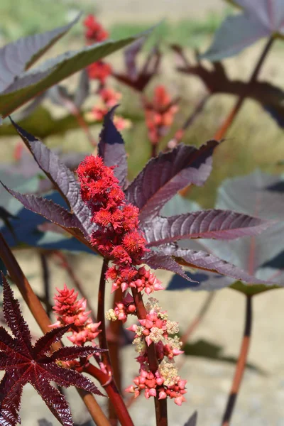 Castor oil plant Carmencita Bright Red — Stock Photo, Image